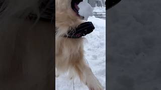 雪を満喫するゴールデンレトリバー　#dog  #shorts