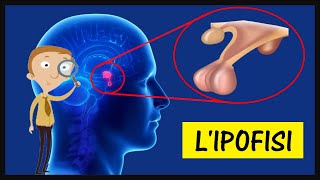 L'Ipofisi: Anatomia, funzioni e quali ormoni produce? - Sistema endocrino - Corpo Umano