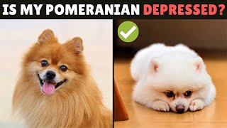 6 Signs Your Pomeranian is DEPRESSED and What TO DO About It