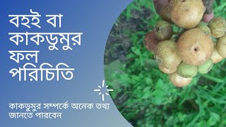 বহই||কাকডুমুর||ডুমুর||Hairy Fig||devil fig||Ficus hispida ফল পরিচিতি