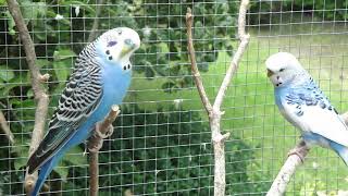 Aviarybirds – Budgerigars – Wellensittiche – Parakeet sounds – Parkieten geluiden – Lovebirds sounds