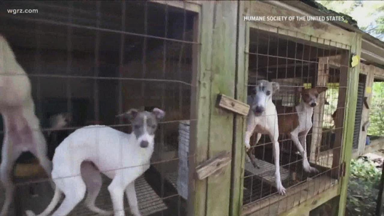 Ban On Selling Dogs, Cats, Rabbits In Pet Stores Now Before State ...