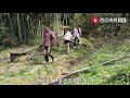 谁说春天没冬笋？小北和阿芝翻山越岭去挖冬笋，一锄一根好嗨哟