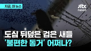 평택 시민들 \