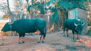 বাবুল মেধি | কাঁহিবাৰী ( চৰবড়ী নিগম ) | Morigaon Assam Buffalo Fighters