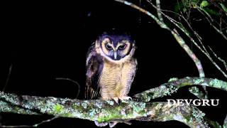 褐林鴞 Brown Wood Owl