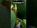 CARINYOSA F1