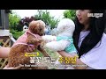 얘네 여름 이불로 바꿈요ㅋㅋㅋㅋ 맞아요 박보검이 다니는 그 강아지 유치원 ㅣ doggies got a new summer blanky to enjoy nap time