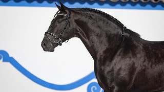 **SOLD** Black Piro Free Licensed Lusitano Stallion (REF# 553)