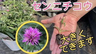 どんどん大きくセンニチコウ【ガーデニング】【ゴンフレナ】【ラブラブラブ】【園芸のぶチャンネル】