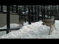 eastern timber wolf 檻越しに走る姿　2010 winter－2　（円山動物園）