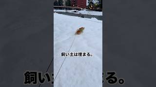 犬は軽いけど飼い主は重いんだよ。　#柴犬 #柴犬のいる暮らし #豆柴 #犬 #雪遊び