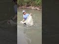 JALA IKAN DISUNGAI KECIL DAPAT IKAN NILA BESAR #SHORTS #JALAIKAN