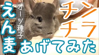 チンチラ、デグーにオーツ種(えん麦)あげてみた:食べ方に違いが…