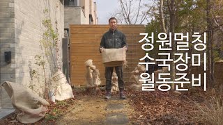 정원 멀칭과 수국 장미 월동 준비 (feat. 커피마대) | 가드닝 일기