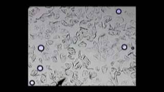 Homeschool Science Curriculum Biology LAB Video/DVD Demo (Science Shepherd Microscope Lab)