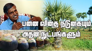 பனை விதை நடுகையும் அதன் நுட்பங்களும்