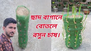 ছাদ বাগানে বোতলে রসুন চাষ। শখের ছাদ বাগান। নতুন ব্লগ ভিডিও। New vlog video. AY Dream 2.0