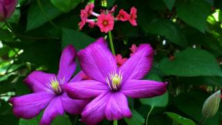 GORGEOUS FLOWERS JUST FOR YOU - LANG LANG - FRANZ LISZT - TROIS ETUDES - UN SOSPIRO IN D-Flat Major