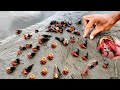 berburu kelomang dapat banyak || hunting hermit crab