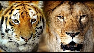 สิงโต vs เสือโคร่ง ใครคือราชาแห่งสรรพสัตว์ที่แท้จริง