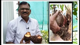 250 - వింత/2nd time పెండలం harvesting#natural#terracegarden.