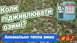 Коли підживлювати озимі: аномально тепла зима