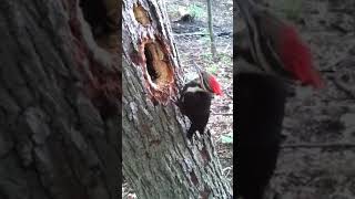 மரங்கொத்தி பறவை🦅🌲 | woodpecker 🦅🌲