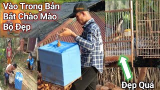 Chú Chào Mào Bản  Bẫy 2 Ngày Mới Được |Đức Quyển Tv.