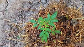 #viral video #trending  #Gardening #trees #வீட்டு தோட்டம் #பச்சை அம்மன் பசுமை பண்ணயம்.