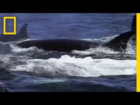 Where do whales migrate in the winter?