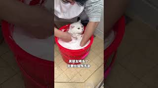 男朋友喝多了，非要给猫咪洗澡 #猫咪 #被迫营业的猫猫