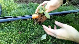 Fiskars Xact Weed Puller