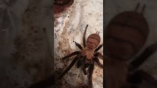 #Indian #violet #earth #tiger #short #shorts #shortsvideo  #tarantula #arachnid #spider