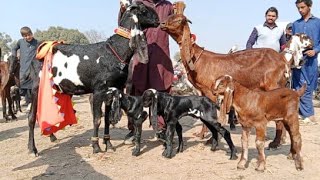 Bakra Mandi sahiwal ki  update beetal Bachon wali Bakrian 03124058010 Altaf goat farm