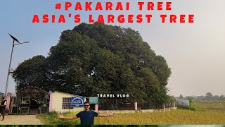 VLOG: #PAKARI Tree (One of the Largest Tree in Asia) #gautambuddha located at #Devdaha -8, Rupandehi