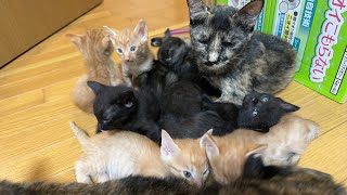 【生後38日目＋生後33日目】5匹と3匹の子猫が産まれて38日目と33日目！38days after 5 kittens were born!