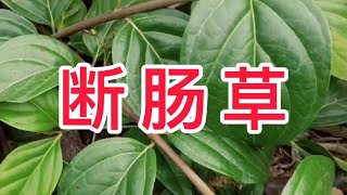 断肠草，又名钩吻，是一种被传得很邪乎的植物，遇见请远离