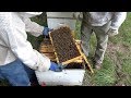 Mites, bees, and getting inspected by the State Bee Inspector.