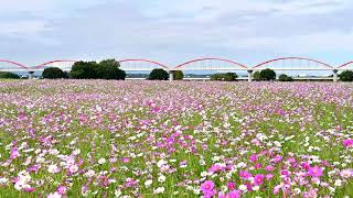 [開花状況]埼玉県鴻巣市、コスモスアリーナふきあげのコスモス