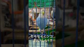 虎皮鸚鵡 賊賊「おいしい食べ物！」#budgerigarbird #shorts #budgerigar #bird  #セキセイインコ　#虎皮鸚鵡 #鸚鵡 #賊賊#インコ