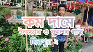 মিরপুর ২ নাম্বারে ফুল ও ইনডোর গাছের দাম। জেনেসিস প্লান্ট নার্সারি। Indoor plants price in Bangladesh