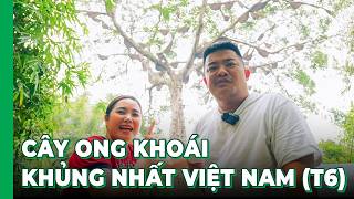 Hải SAPA TV BỊ ONG DỮ TẤN CÔNG khi đang thu hoạch CÂY MẬT ONG KHOÁI RỪNG KHỦNG NHẤT VIỆT NAM