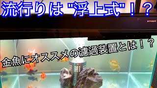 浮上式濾過装置！？ ～金魚にオススメの濾過装置とは？～