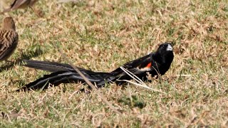 Long-tailed Widowbird in Kenya.