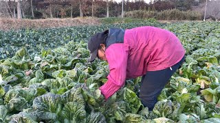 100円の高菜一番売れ筋商品です。