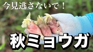 【秋ミョウガ】今すぐ探して！大きくてツヤッツヤ！