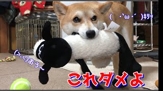 柴犬ハナ 休憩中・睡眠中であろうがおもちゃは守る！間違えちゃう時あり -- Shiba likes toy --