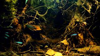 Flooded forest near upper Rio Orinoco, Venezuela, 54 L