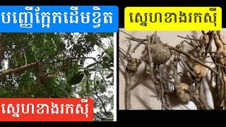 បញ្ញេីក្អែកដេីមខ្វិតស្នេហខាងរកសុី Deer barking for business lovers